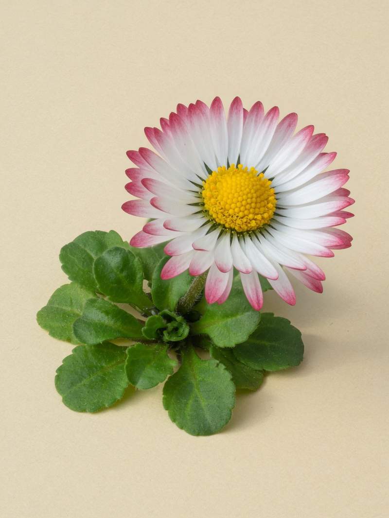 Gänseblümchen
